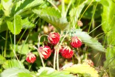 Wild Strawberry In The Field Stock Images Wild Strawberry In The Field Stock Images