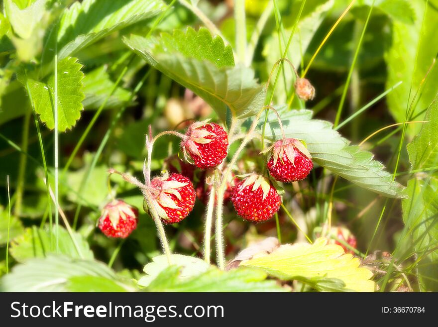 Wild strawberry in the field