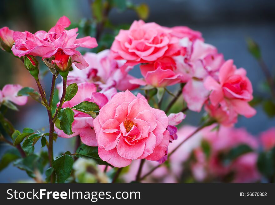 Bushes of pink roses on natural background. Bushes of pink roses on natural background