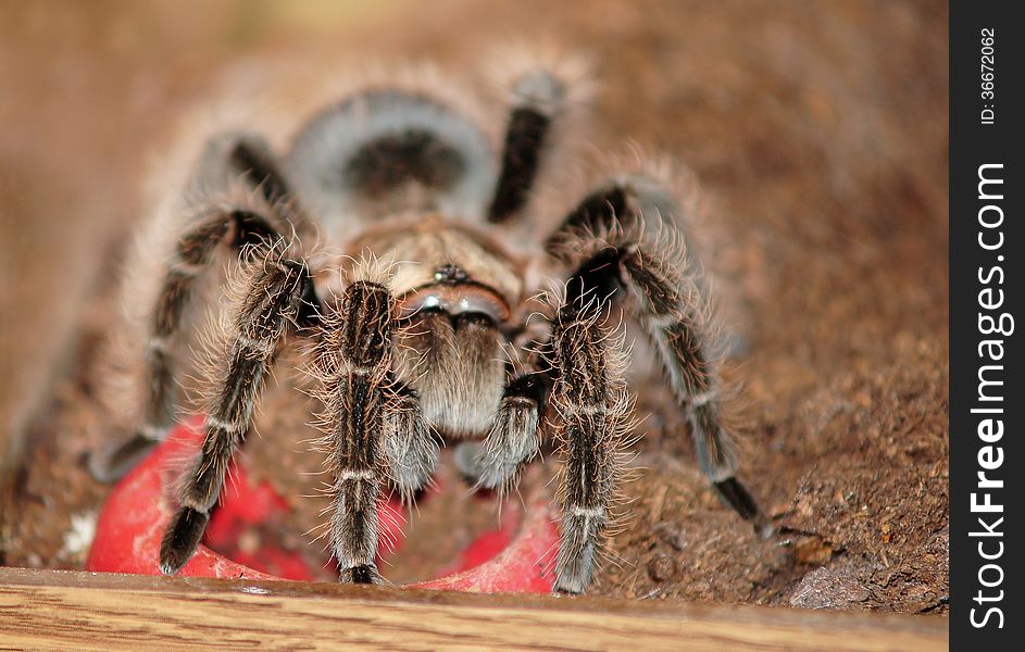 Lasidora parahybana (Salmon Pink Tarantula)