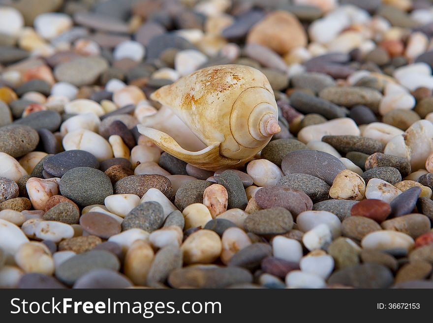 Pebbles On Ocean Shore And Conch