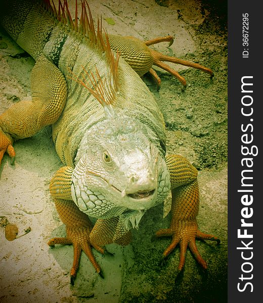 Large iguana crawling on the rocks