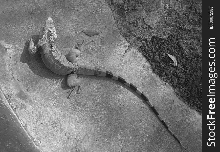 Large iguana crawling on the rocks