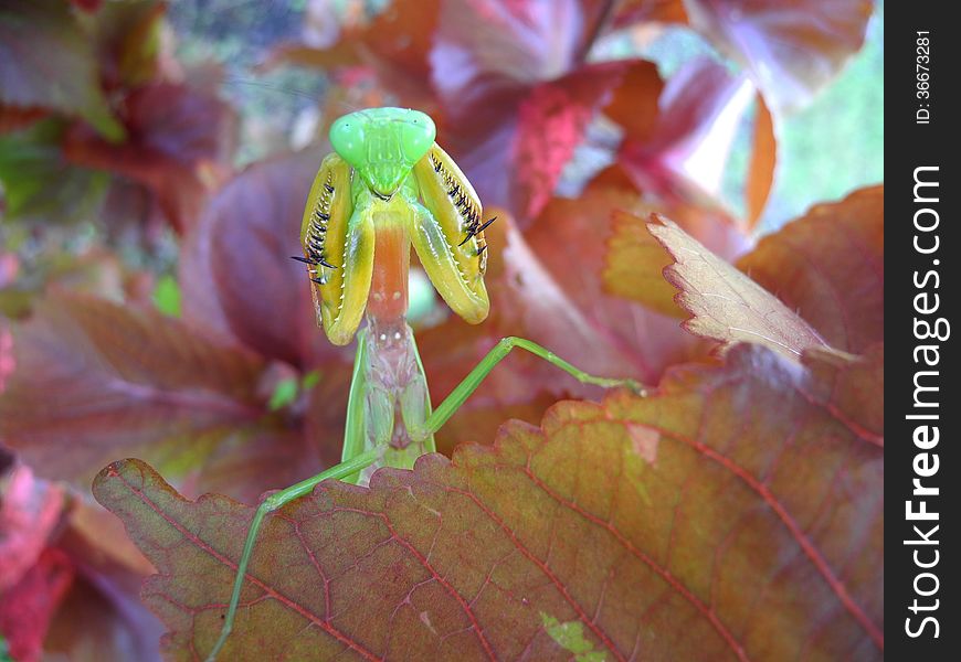 An amazing stance of a common mantis with its arms are kept tightly closed beyond its little jaw. An amazing stance of a common mantis with its arms are kept tightly closed beyond its little jaw.