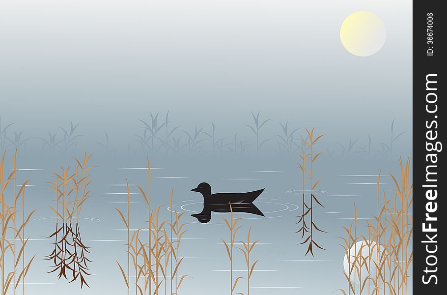 Water. Landscape black bird on the wÃ¡ter, plants in the fog and dry grass.