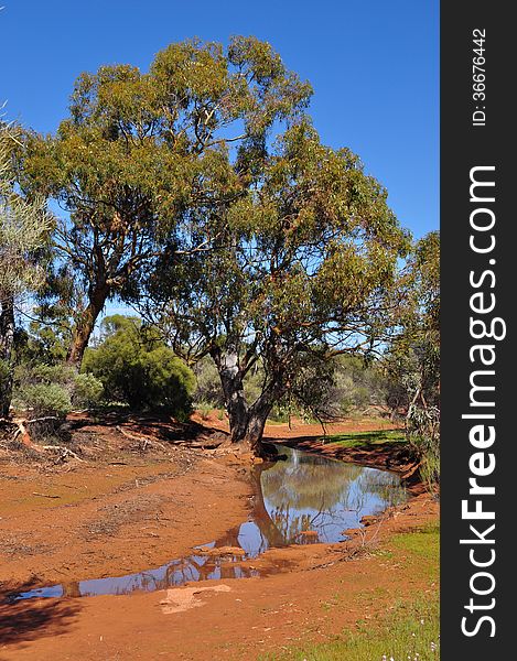 Water hole in the Australian outback. Water hole in the Australian outback