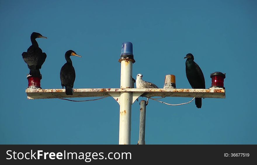 Cormorants and a Seagull on the Ship Pole