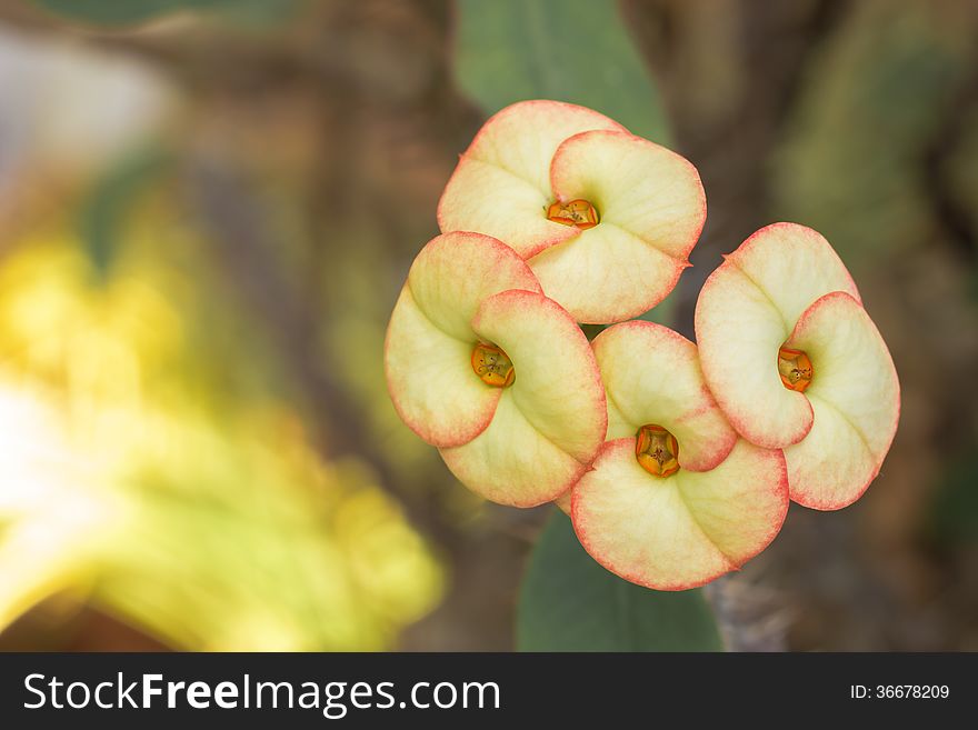 Crown of thorns flowers in garden , Euphorbia milli Desmoul. Crown of thorns flowers in garden , Euphorbia milli Desmoul.