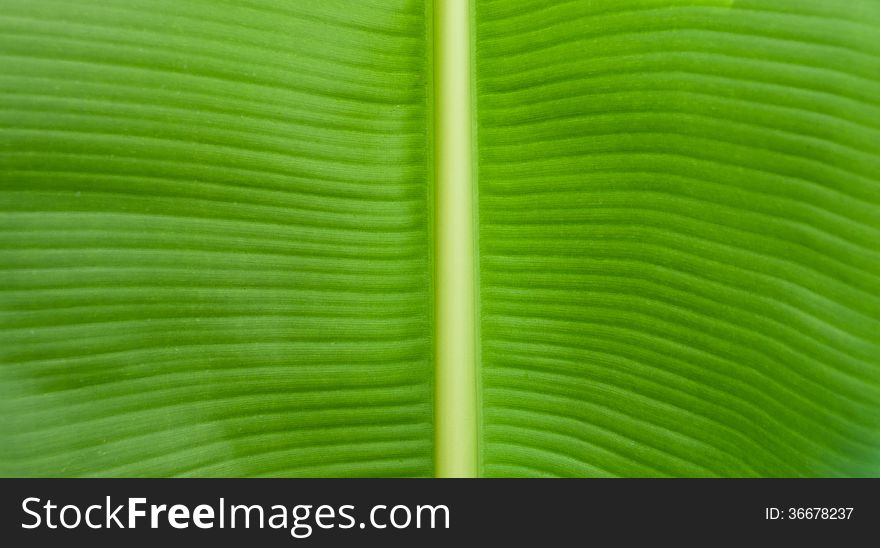 Close up to green banana leaf. Close up to green banana leaf