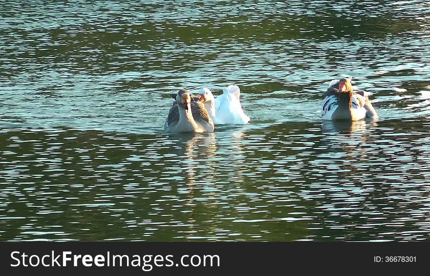 The Ducks swimming in the Lake. The Ducks swimming in the Lake