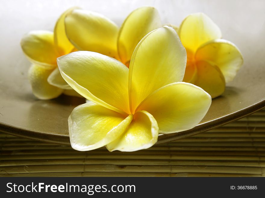 For Background, White Yellow Frangipani