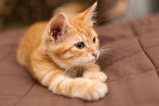 Small Kitten Lie On The Bed Royalty Free Stock Photos Small Kitten Lie On The Bed Royalty Free Stock Photos