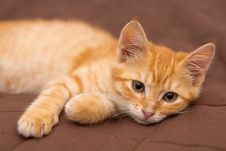 Small Kitten Lie On The Bed Royalty Free Stock Photo Small Kitten Lie On The Bed Royalty Free Stock Photo