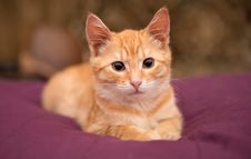 Orange Kitten Lie On The Bed Stock Photography Orange Kitten Lie On The Bed Stock Photography