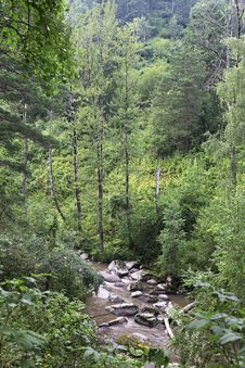 Belokurikha River In The Forest On The Hillside Sinyuha. Stock Photography Belokurikha River In The Forest On The Hillside Sinyuha. Stock Photography