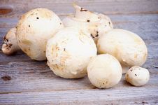 White Champignon Mushrooms Royalty Free Stock Image White Champignon Mushrooms Royalty Free Stock Image