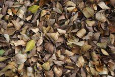 Fall Leaves &x28;banyan&x29;. Stock Photo Fall Leaves &x28;banyan&x29;. Stock Photo