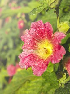 Pink Mallow Flower With Dew Drops Stock Photography Pink Mallow Flower With Dew Drops Stock Photography