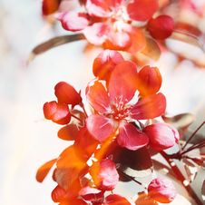 Red Flowers On The Apple Tree. Royalty Free Stock Images Red Flowers On The Apple Tree. Royalty Free Stock Images