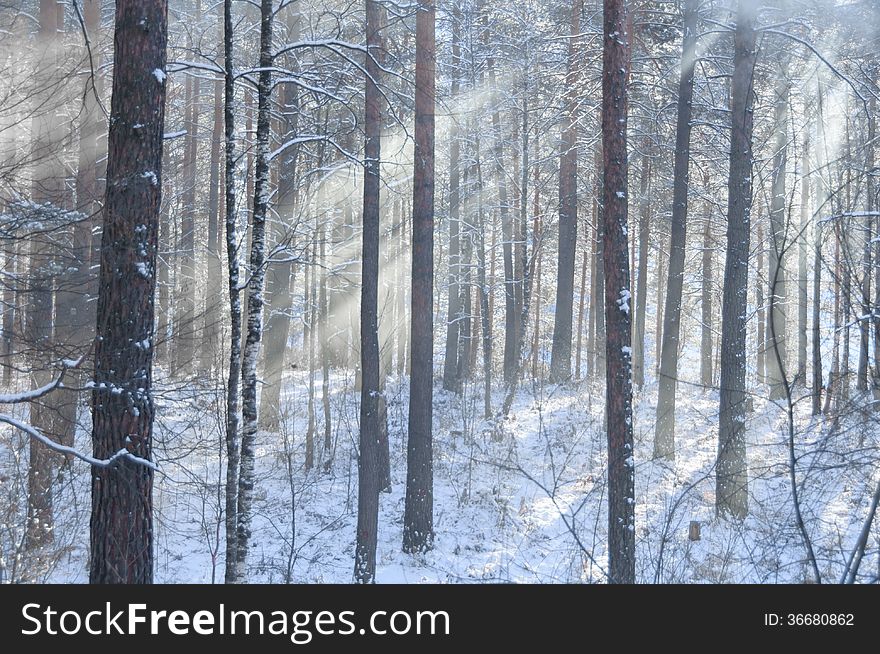 Beams through frosty fog in the winter pine wood