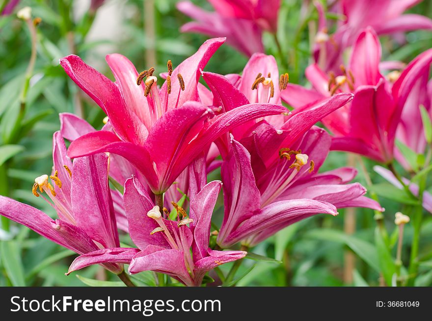 Blooming pink lily in park (dipterocarpus alatus)