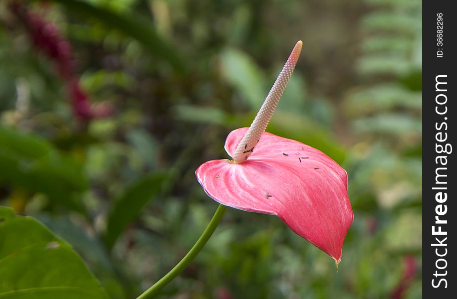The Caribs. Grenada. Anthurium flower, or the Flamingo.