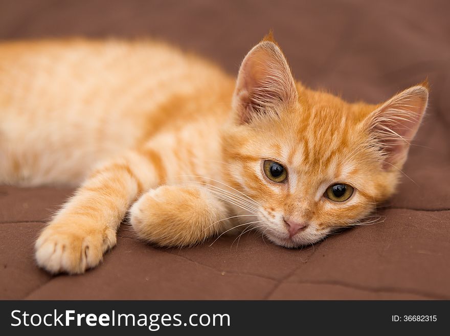 Small kitten lie on the bed