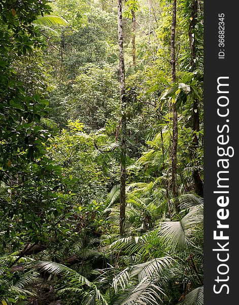 Daintree National Park, rainforest scenery in Queensland, Australia