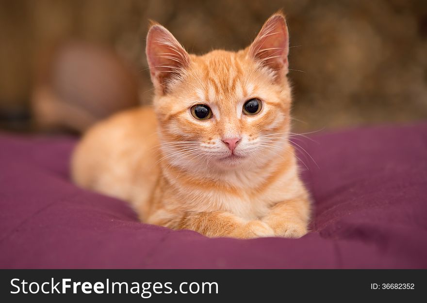 Orange Kitten Lie On The Bed