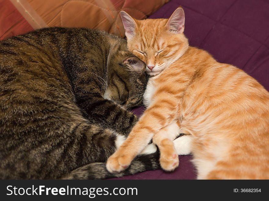 Friendship of the two striped cats, orange and grey. Friendship of the two striped cats, orange and grey