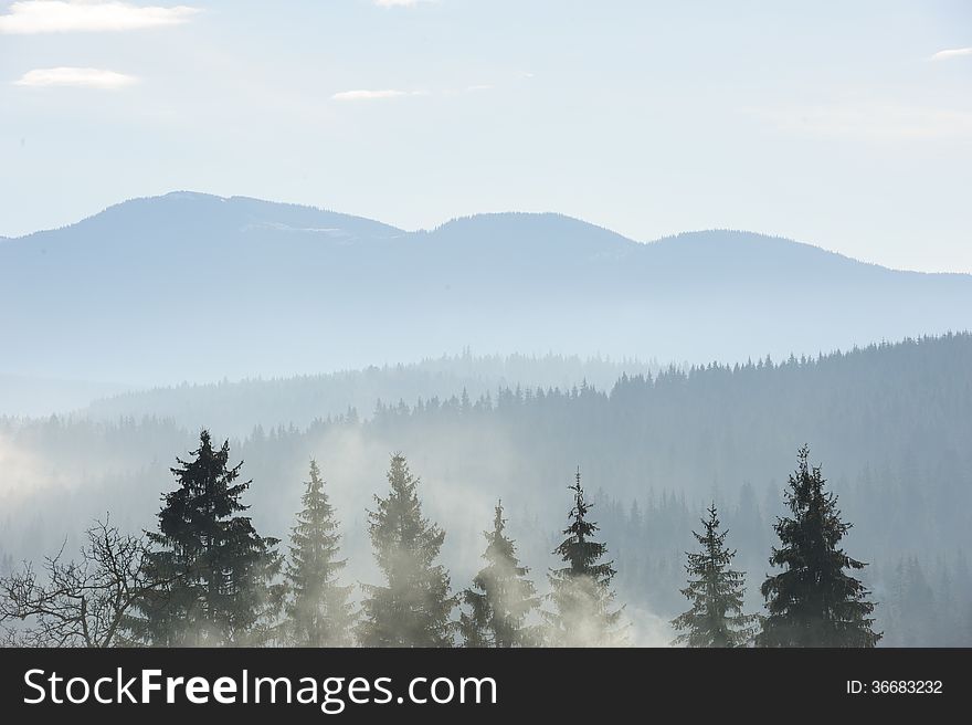 Foggy morning in the carpathian mountains forest