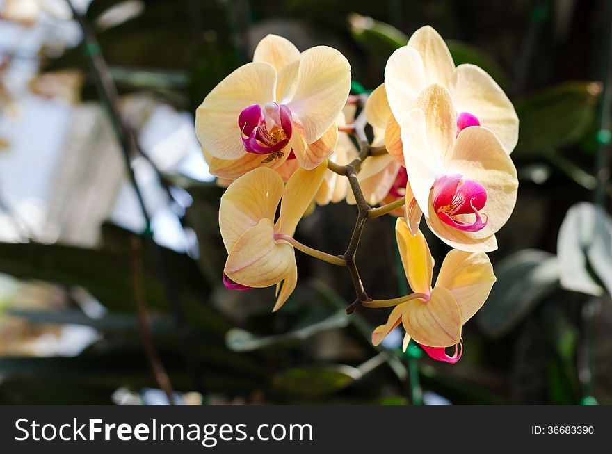 Beautiful yellow orchid in a park - phalaenopsis