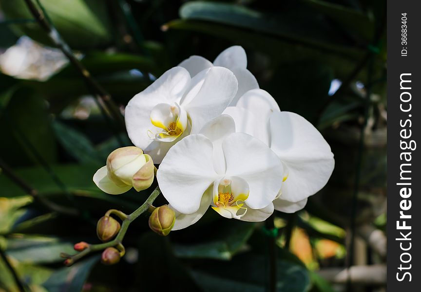 White orchid in a park