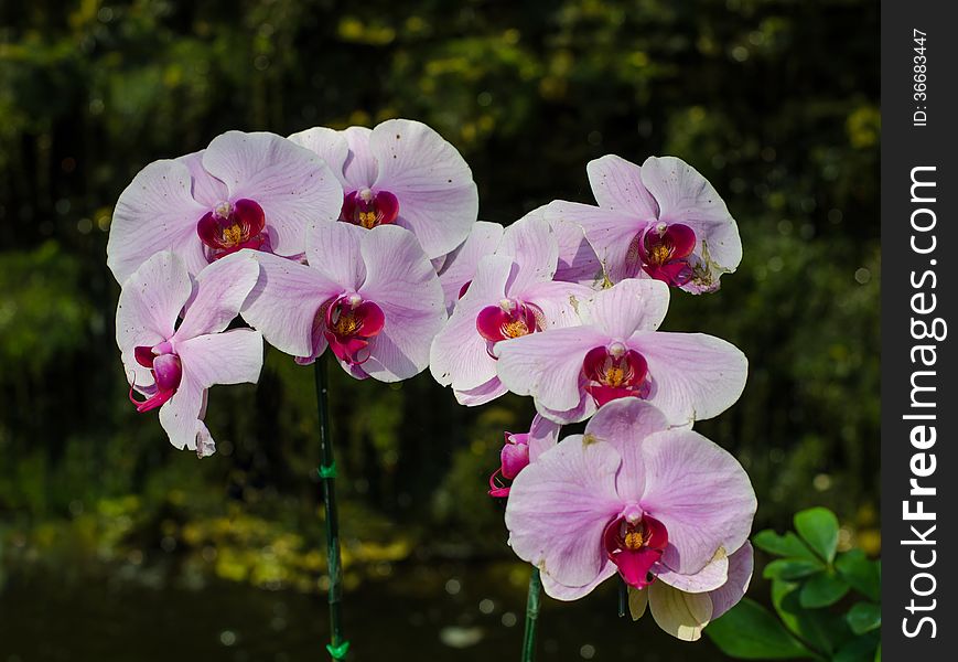 Beautiful pink orchid in park - phalaenopsis