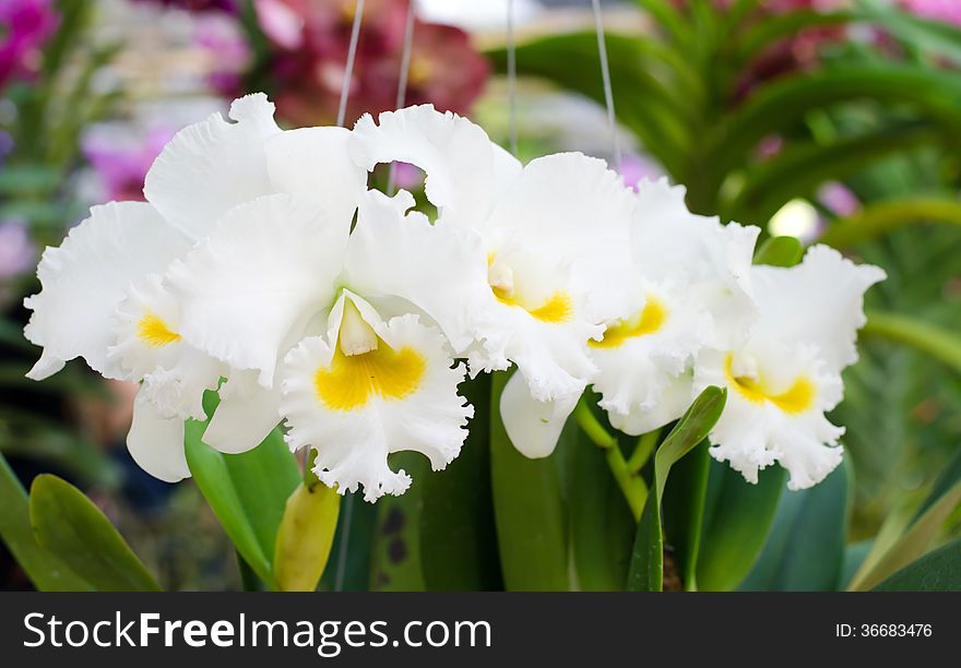 Beautiful white orchid in garden