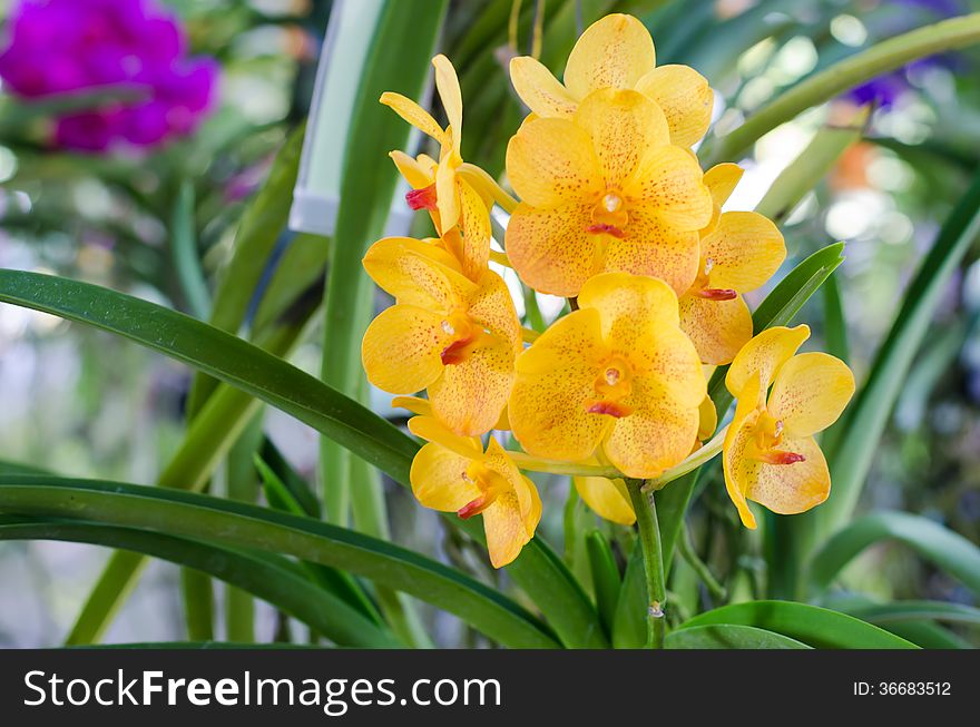 Light yellow orchid flowers in garden