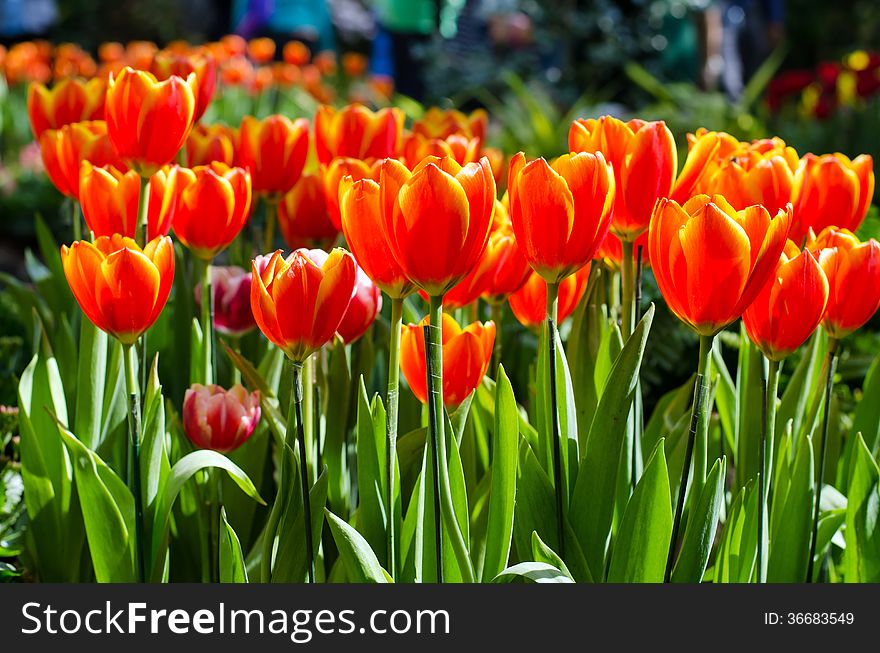 Beautiful orange tulips in the park. Spring landscape.