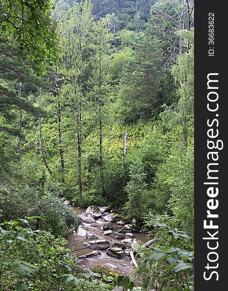 Belokurikha River In The Forest On The Hillside Sinyuha.