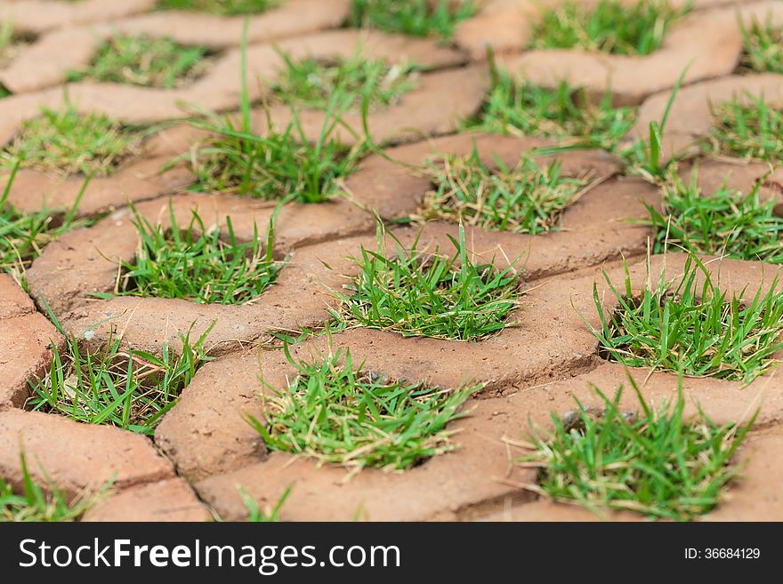 Brick Floors With Grass