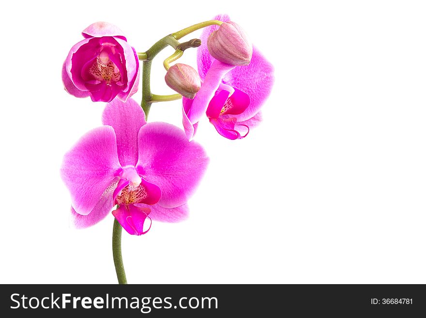 Pink orchid isolated on white. Pink orchid isolated on white