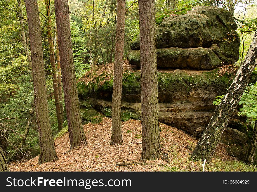 Rock In The Woods