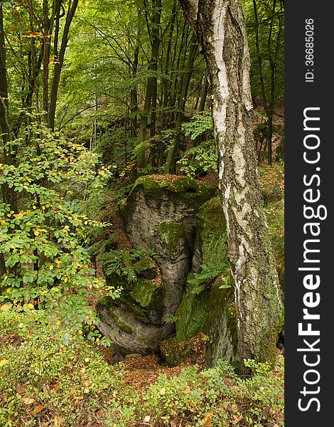 Mixed forest and rocks in it