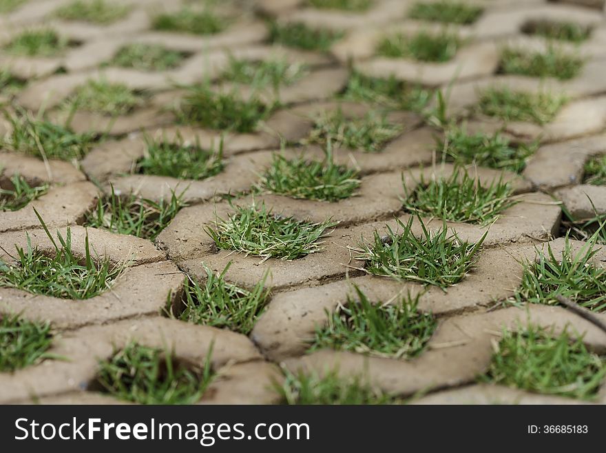 Brick floors with grass background