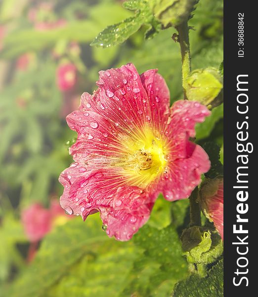 Pink mallow flower with dew drops