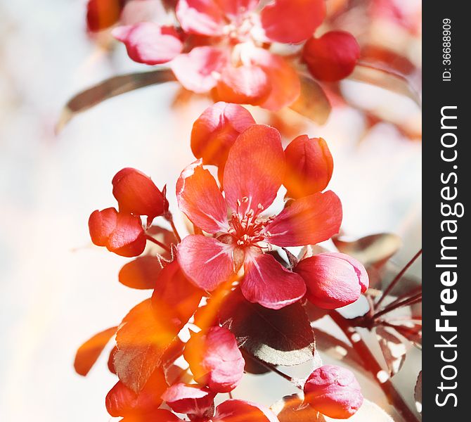 Spring blossoms. Red flowers on the apple tree.