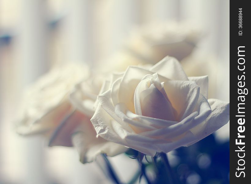 White roses with blue background