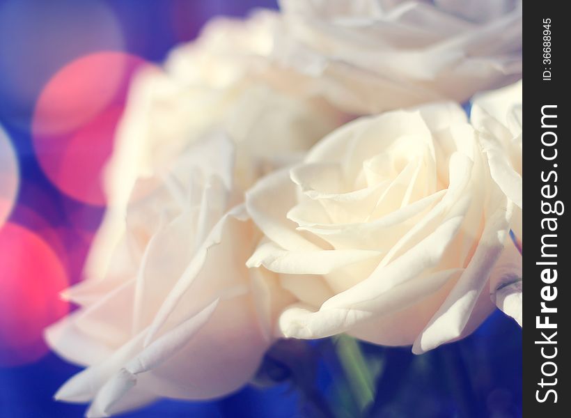 White roses with blue background