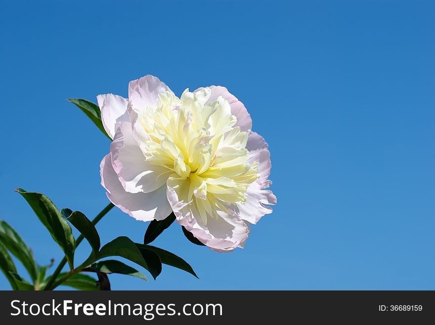 Blossoming white peony against the blue sky. Blossoming white peony against the blue sky