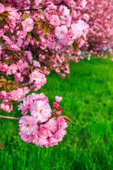 Pink Flowers Of Sakura Branches Above Grass Royalty Free Stock Image