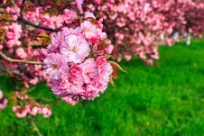 Pink Flowers Of Sakura Branches Above Grass Stock Images Pink Flowers Of Sakura Branches Above Grass Stock Images